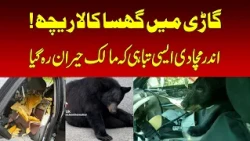Black Bear Wrecks Car in the US | Nawaiwaqt |