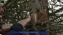 Reportage - Des arbres malades abattus