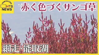 網走・能取湖で秋を告げるアッケシソウが見ごろ　葉を持たず赤く色づくことから「サンゴ草」とも