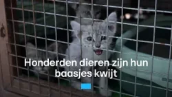 Baasjes vluchten voor oorlog in Midden-Oosten: honderden huisdieren blijven achter | RTL Nieuws Baasjes vluchten voor oorlog in Midden-Oosten: honderden huisdieren blijven achter | RTL Nieuws