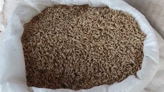 Оризопроизводителите со две барања до министерот, 8 денари поддршка и нова цена