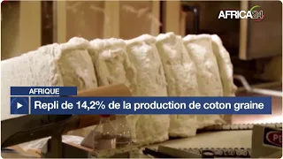 Afrique : baisse de 14,2 % de la production de coton graine