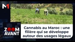 Cannabis au Maroc : une filière qui se développe autour des usages légaux