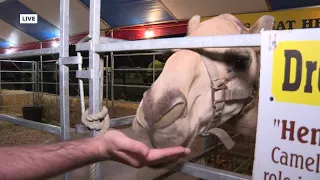 Camel at Western Idaho fair