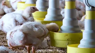 Canal Rural 30 Years | Animal Nutrition