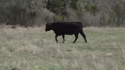Rising land prices are pushing Texas ranchers out of the cattle business
