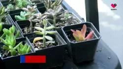 "Feria de las Flores" en Tlaquepaque