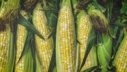 Kansas Senate Race: Fuel Costs, Tariffs Erode Republicans' Edge in Farm Belt