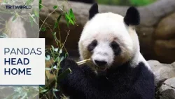 Japan bids farewell to giant pandas as pair depart for China
