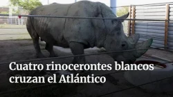 El Zoológico Guadalajara se convierte en el nuevo santuario del rinoceronte blanco