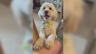 Community concerned after fatal dog attack in Palos Heights