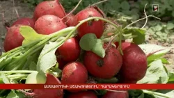 Ամսաբողկի մշակություն՝ Դարակերտում Ամսաբողկի մշակություն՝ Դարակերտում
