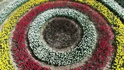 Гулҳои Душанбе #9 / nature of tajikistan Гулҳои Душанбе #9 / nature of tajikistan