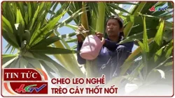 Cheo leo nghề trèo cây thốt nốt | Truyền hình Hậu Giang