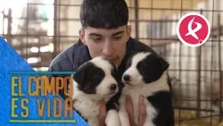 Jose tiene dos nuevos compañeros | El campo es vida