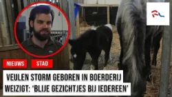 Nieuwe aanwinst voor stadsboerderij Weizigt: veulen Storm is geboren