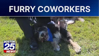 New grant-funded initiative expands comfort dog access for police departments in Worcester