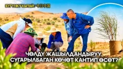 Сугарылбаган көчөт кантип өсүп, жашыл келечекти жаратат?  | ЖУҢГО ШИНЖАҢ радио теле станциясы