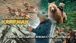 Фото аңчынын объективиндеги жаныбарлар, ажайып кооз жаратылыш // КАТАРДАГЫ КААРМАН