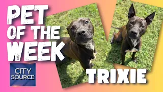 🐶Pet of the Week - Trixie