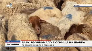 RM TV: БАБХ: Възникнало е огнище на шарка по овцете и козите в Хасковско