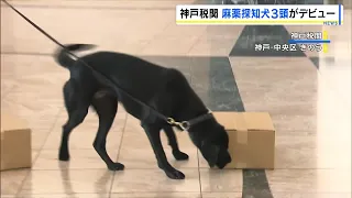 Sniffing Out Smuggled Drugs! 3 Drug Detection Dogs Debut