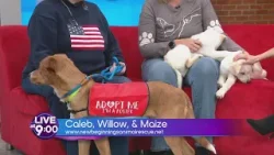 Meet Willow, Maize and Caleb sweet pups ready for adoption