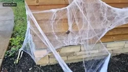 Halloween decorations can be harmful for wildlife