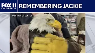 Big Bear bald eagle Jackie dies after weeks of intensive medical care