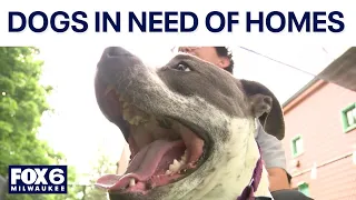 Wisconsin dogs in need of homes, long-term shelter residents | FOX6 News Milwaukee