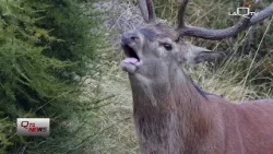 In Abruzzo cervi fuori controllo, il convegno dell'8 aprile a Sulmona cerca soluzioni