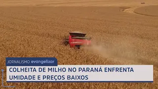 Corn harvest in Paraná faces humidity and low prices