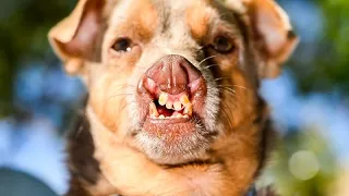 Estados Unidos: concurso do cão mais feio já tem vencedor em 2026