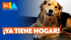 "Morocho" the dog has been adopted! Mayor Desbordes reveals his new home | Tu Día