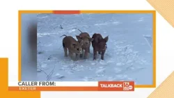 Calls about three little pigs in Pike County | Talkback 16