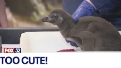Meet Brookfield Zoo’s newest penguin
