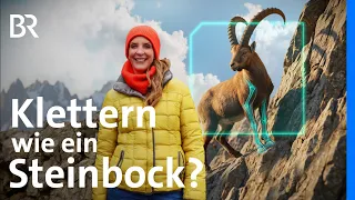 Bionik im Gebirge: Der Alpensteinbock | Supertiere made in Bavaria | BR