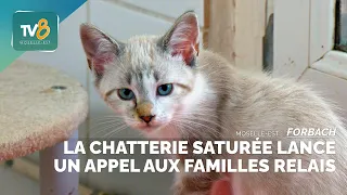 Forbach SPA: Saturated cattery calls for foster families