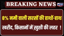 Sarso Kharid: ₹6,200 MSP पर सरकारी खरीद जारी, लेकिन प्राइवेट मार्केट में भी सरसों के दाम 'हाई'