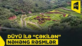 Düyü ilə “çəkilən” nəhəng rəsmlər: fermerlərin kreativ addımı gəlir mənbəyinə necə çevrilib?