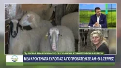 Η Πρόεδρος του Κτηνοτροφικού συλλόγου Σερρών Ελπίδα Σιδηροπούλου στο ΕΝΑ Με την Γη