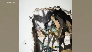 SF tenants fearful as raccoon gives birth, slowly claws through apartment wall, breaks into bedroom