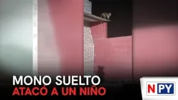 Un mono suelto atacó a niño