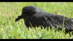 LLAMAN A PROTEGER A LAS GOLONDRINAS DE MAR DURANTE SU TEMPORADA