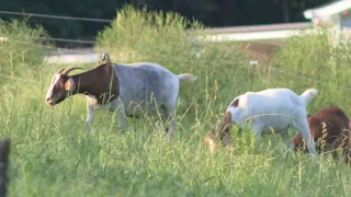 Rabies confirmed at North Carolina petting zoo. What to know