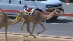 ملخص أشواط الفترة المسائية - سن الحول والزمول - ميدان الوثبة | يوم 22 فبراير 2026