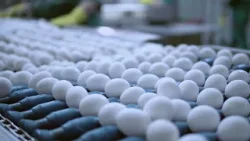 Alta dos preços dos ovos chega a 60% na quinzena, aponta Cepea | Giro de Notícias