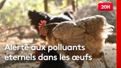 Des "polluants éternels" retrouvés dans près de 6 œufs sur 10