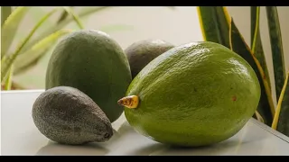 Scientist discovers in Nicaragua an avocado with DNA from 5,000-year-old Asian communities