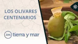 Tierra y mar | Olivos centenarios en la comarca del Poniente de Granada